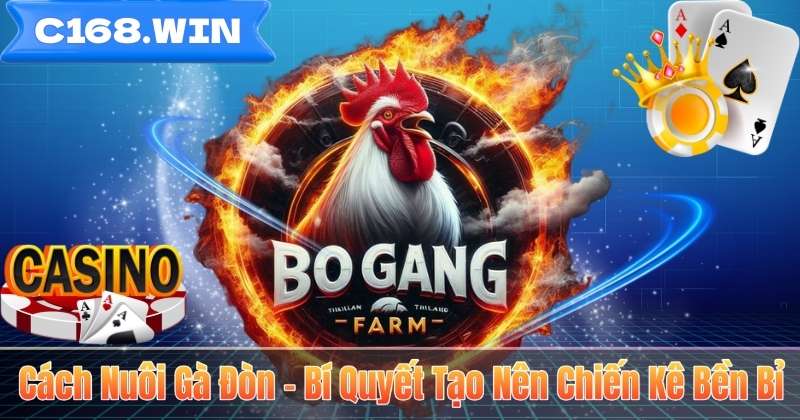 Cách Nuôi Gà Đòn – Bí Quyết Tạo Nên Chiến Kê Bền Bỉ