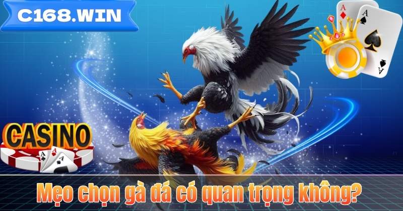Mẹo chọn gà đá có quan trọng không?