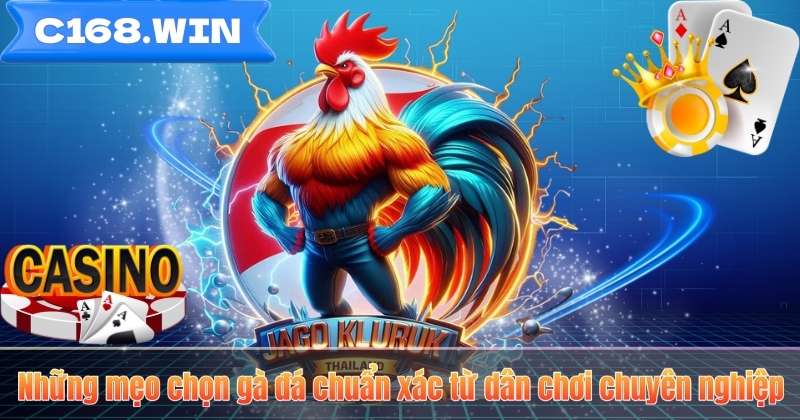 Những mẹo chọn gà đá chuẩn xác từ dân chơi chuyên nghiệp
